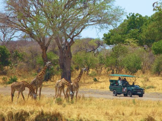 Giraffen in Sicht bei der Jeepsafari im Katavi Nationalpark |  Niels van Gijn, Foxes Safari Camps / Chamleon